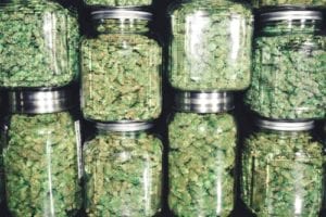 possession of marijuana defense attorney in south florida