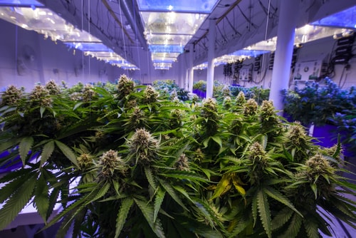 III. Choosing the Right Strain for Personal Cultivation