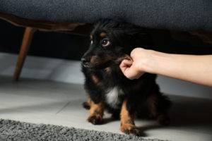 domestic violence against humans and pets